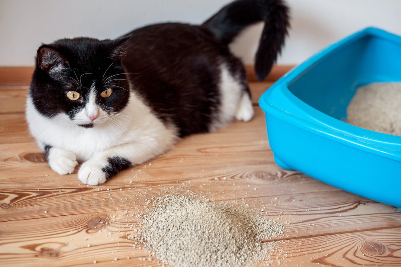 Cat Litter Tracking Hacks: 16 Ways To Prevent The Mess