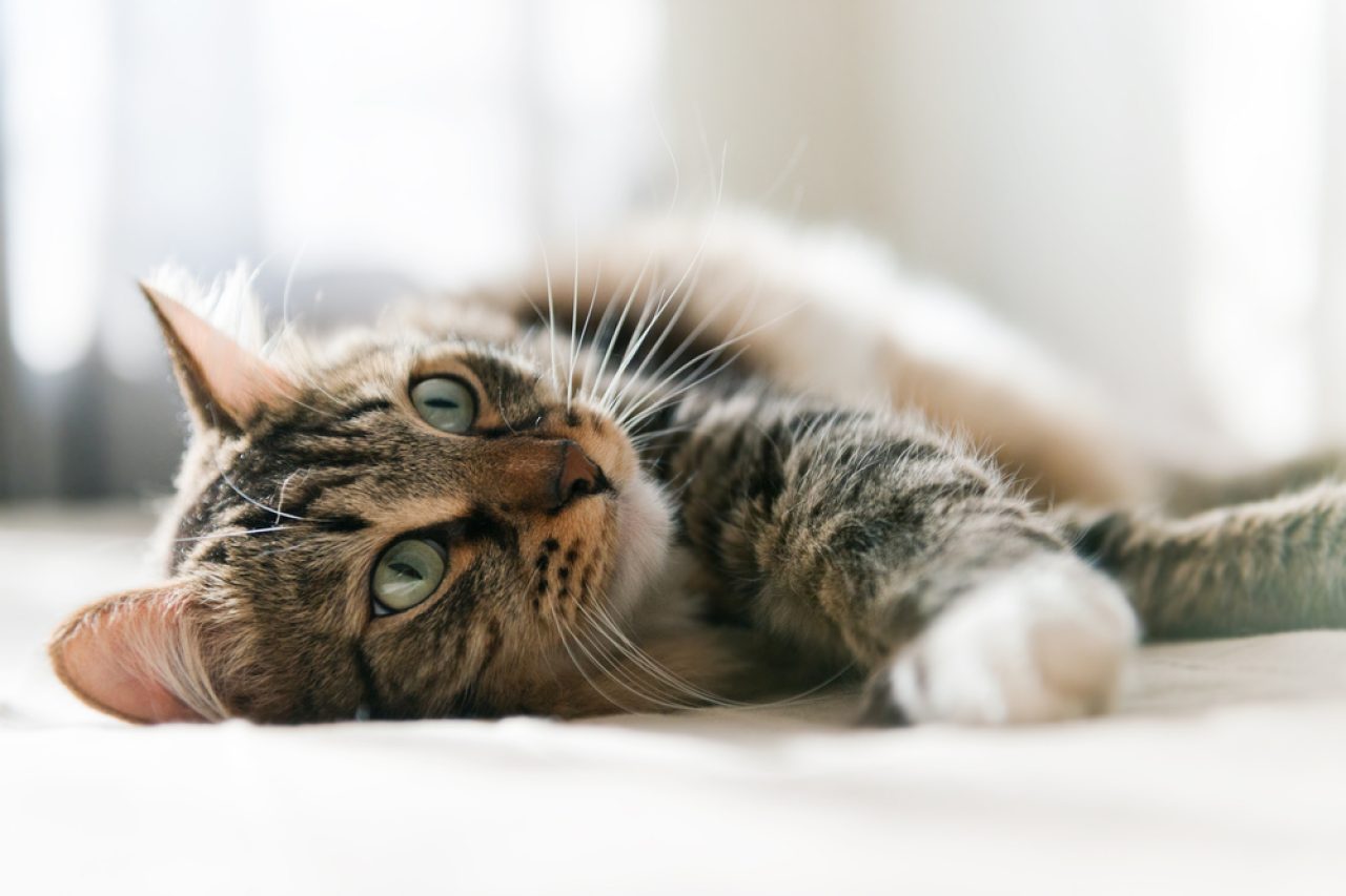 Cat Losing Whiskers: Should You Be Worried?