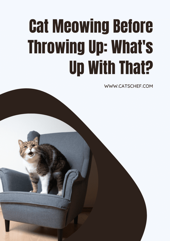 Cat Meowing Before Throwing Up: What's Up With That?