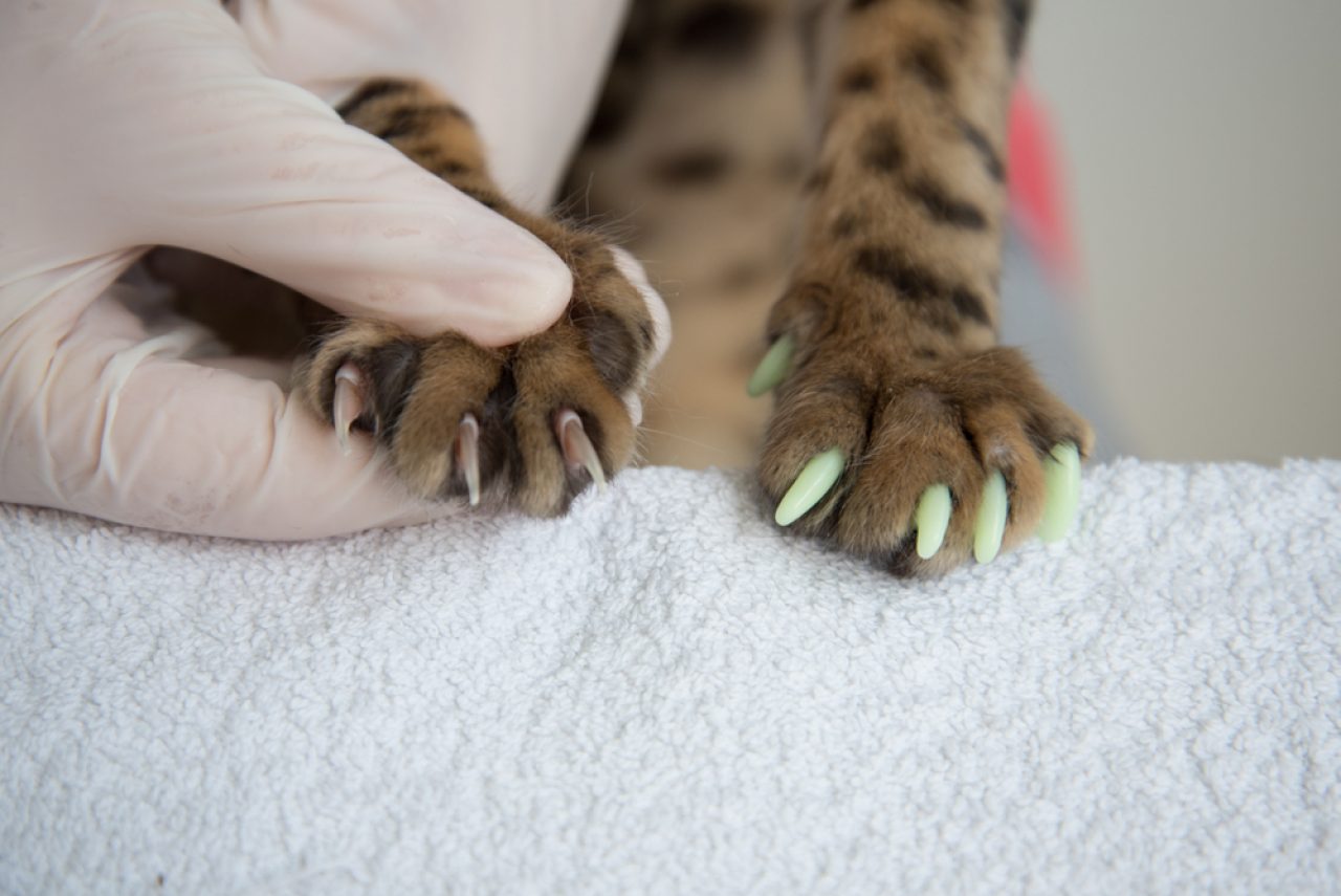 Cat Nail Caps Pros And Cons Of This Fancy Meownicure