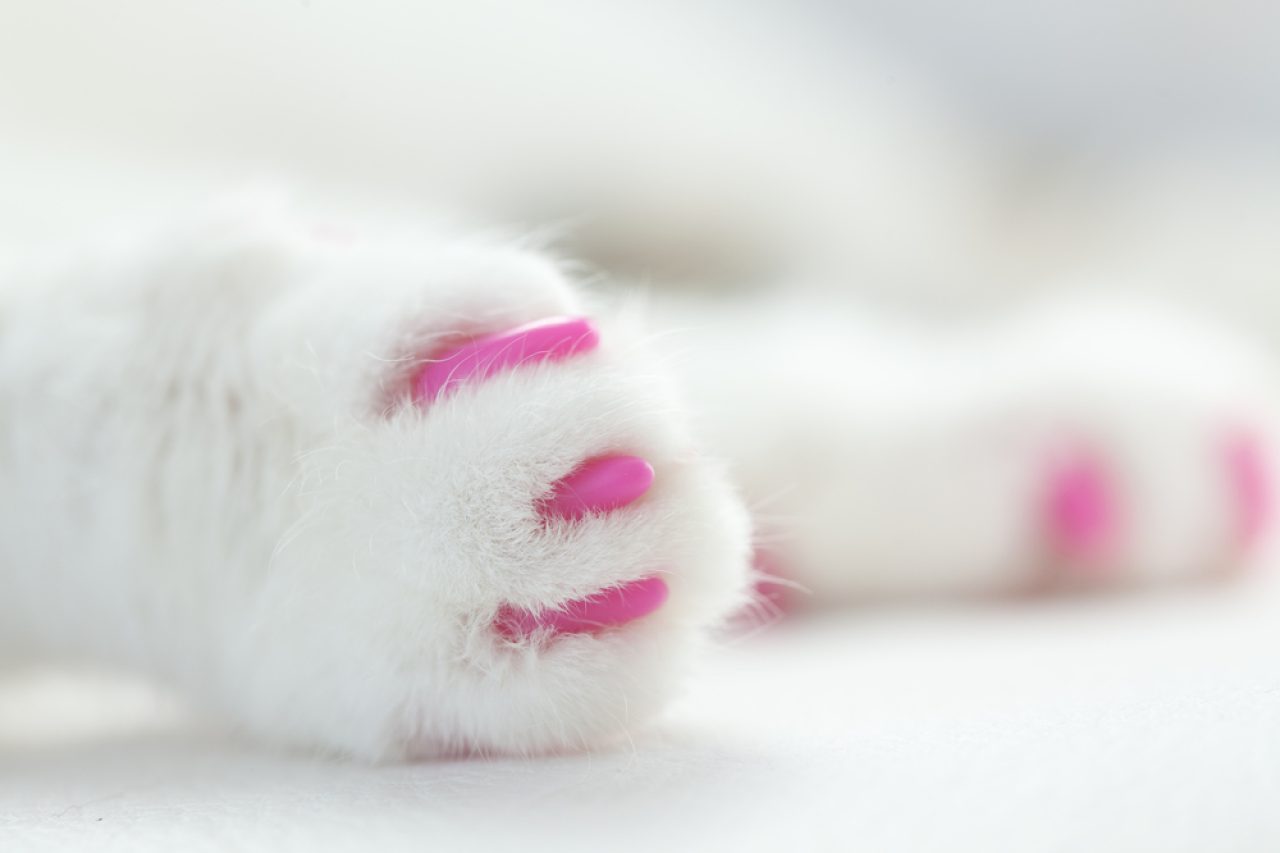 Cat Nail Caps: Pros, Cons, and Alternatives to Consider