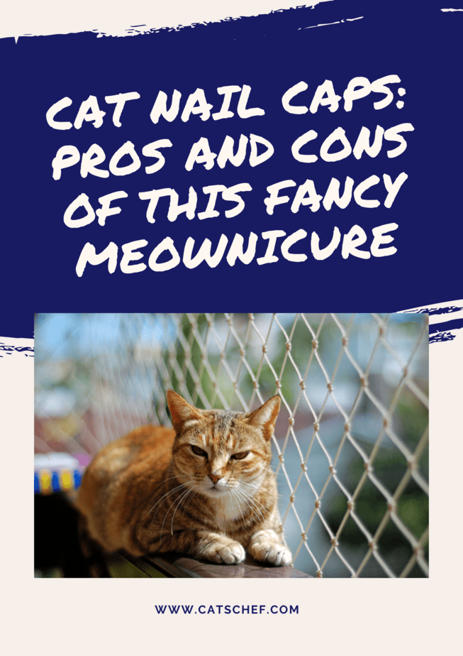 Cat Nail Caps: Pros And Cons Of This Fancy Meownicure