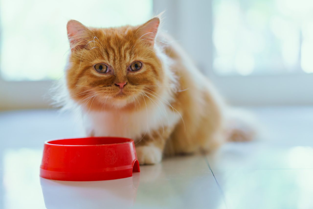 Kedi Kısırlaştırmadan Sonra Yemek Yemiyor: Ne Yapmalıyım?