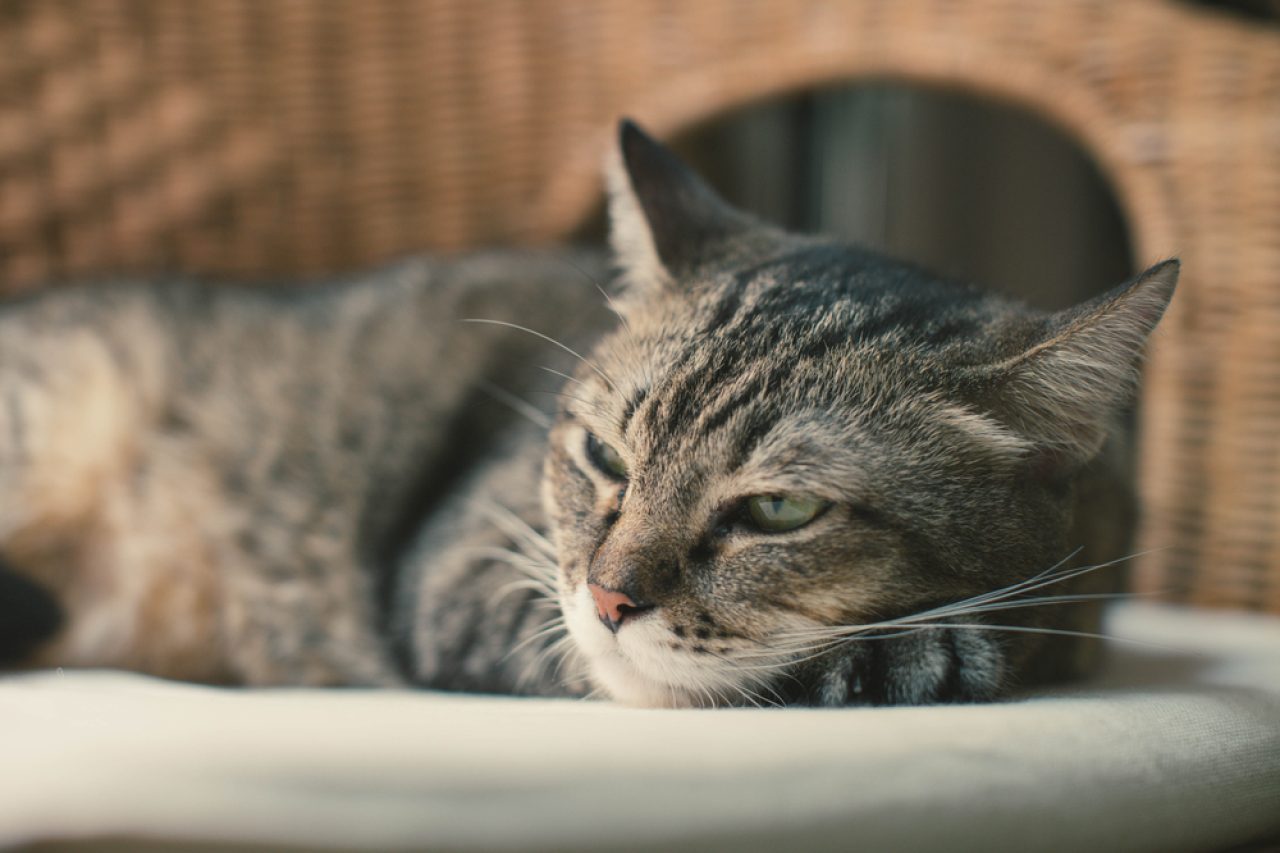 Kedi Kısırlaştırmadan Sonra Yemek Yemiyor: Ne Yapmalıyım?