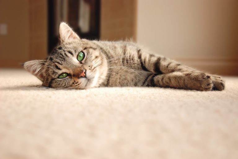 gabapentin cat not eating