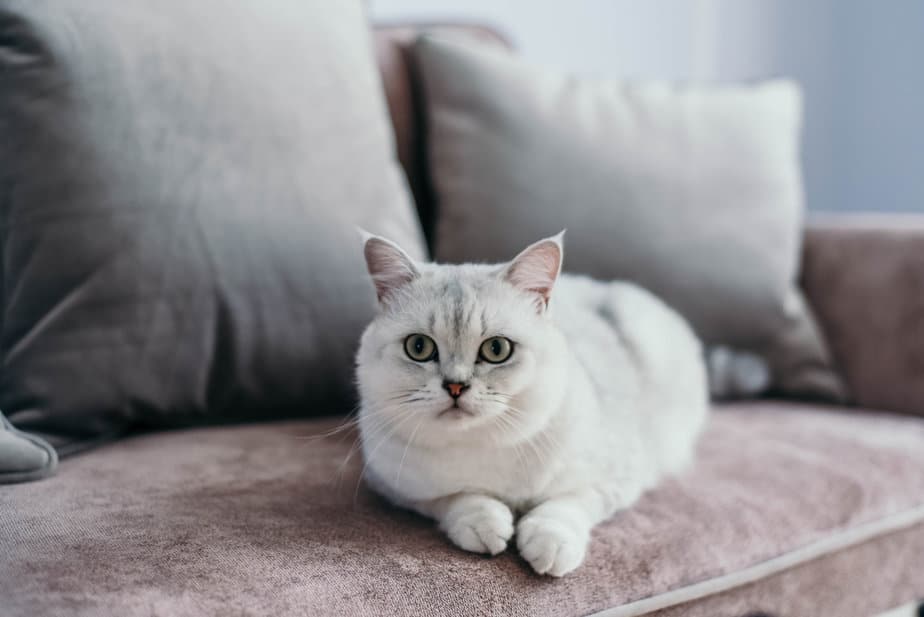 Cat Peeing On The Couch Not A Complete Catastrophe