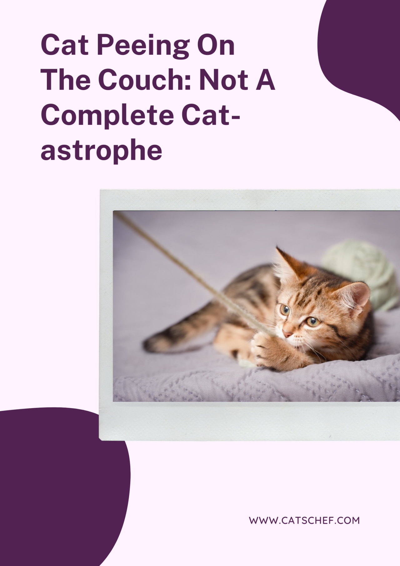 Cat Peeing On The Couch Not A Complete Catastrophe