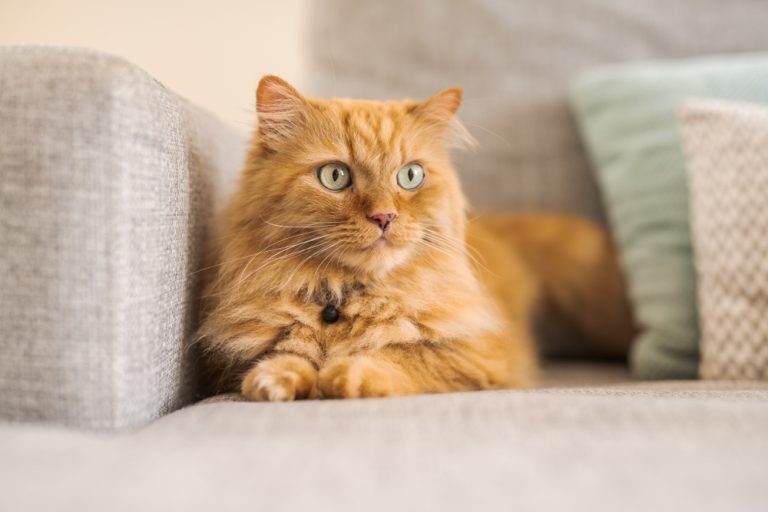 Cat Peeing On The Couch Not A Complete Catastrophe