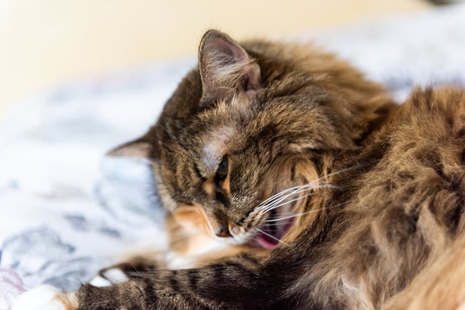 Cat Smacking Lips And Foaming – Should I Be Worried?