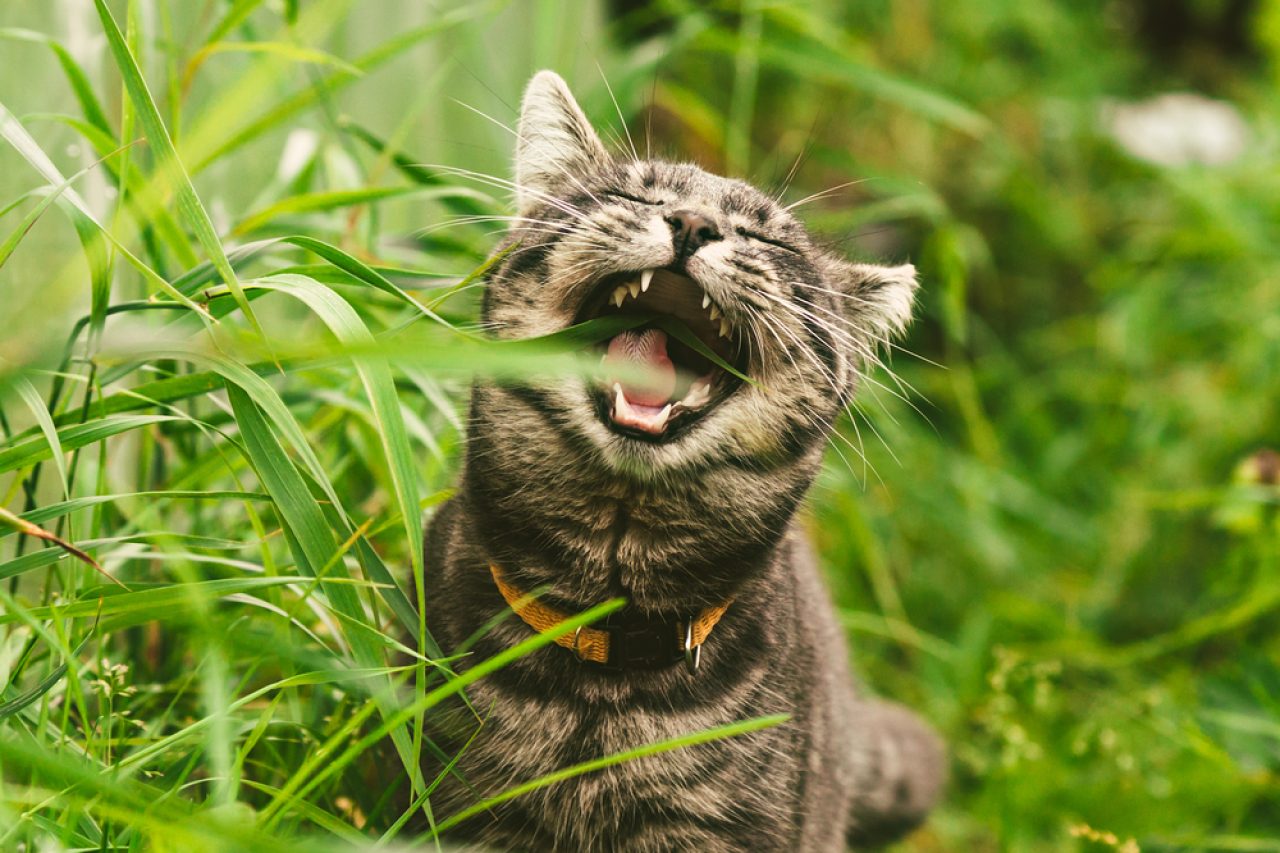 Kedi Çok Yutkunuyor: Endişe Sebebi mi?