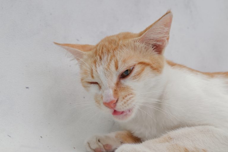 Cat Swallowing A Lot Is It Cause For Concern?