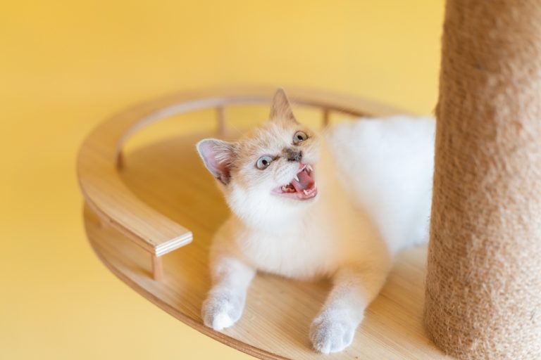 Cat Swallowing A Lot Is It Cause For Concern?