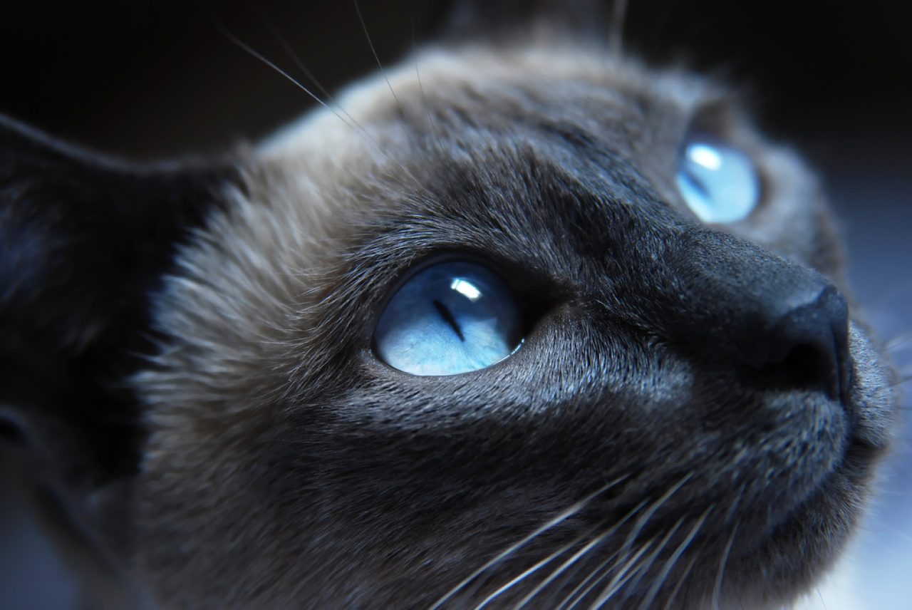Crossed Eyes Siamese Cat: What Causes The Condition?