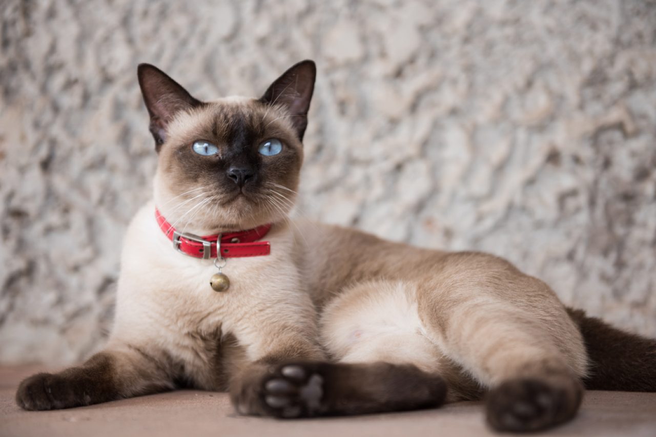 Crossed Eyes Siamese Cat: What Causes The Condition?