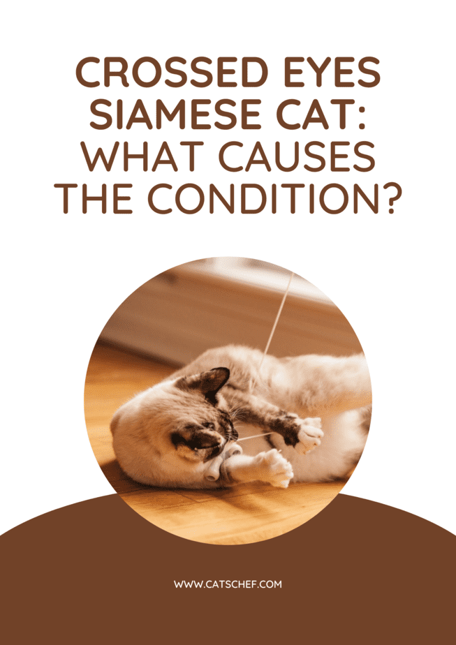 Crossed Eyes Siamese Cat: What Causes The Condition?