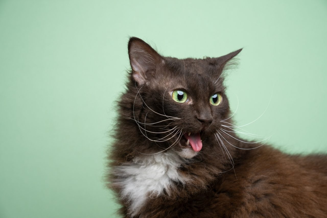 Kıvırcık Kedi Bıyıkları: Sizi Uzaklara Fırlatacak Bir Özellik
