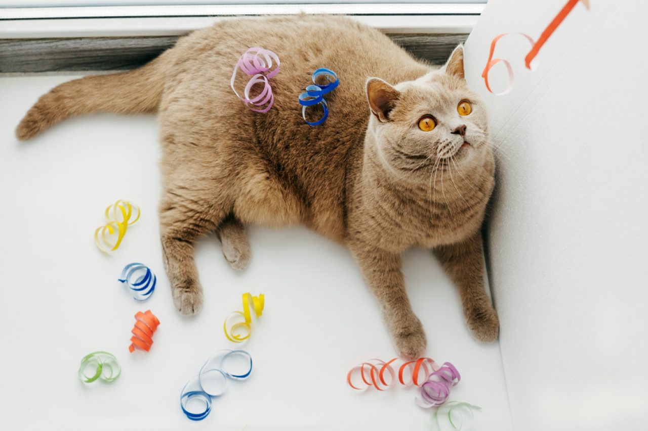 Curly Cat Whiskers: A Trait To Whisk You Away