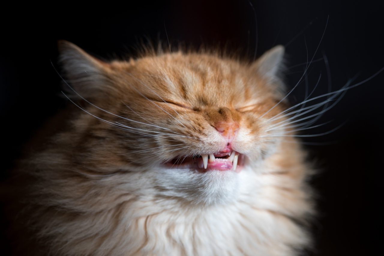 Kıvırcık Kedi Bıyıkları: Sizi Uzaklara Fırlatacak Bir Özellik