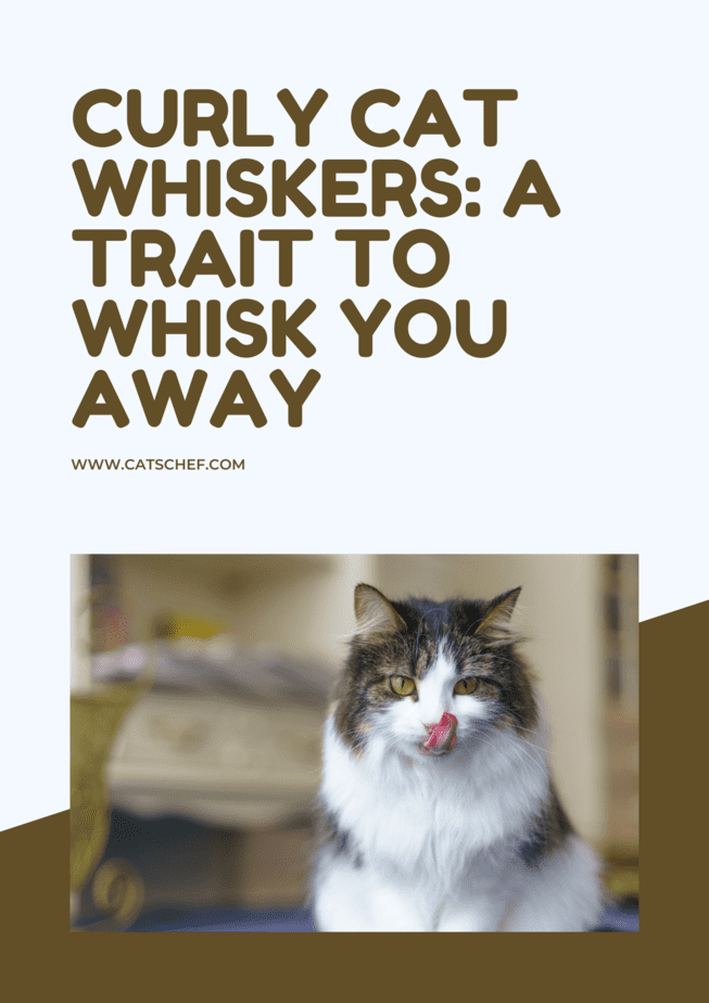 Curly Cat Whiskers: A Trait To Whisk You Away