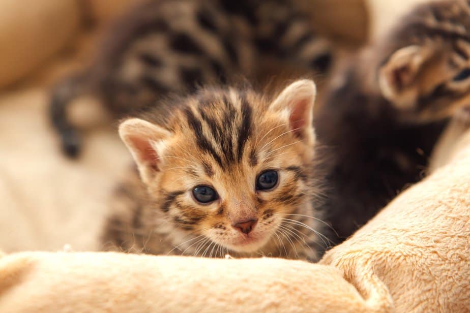 Do Bengal Cats Like To Cuddle? Cuddle Bunnies Or Not?