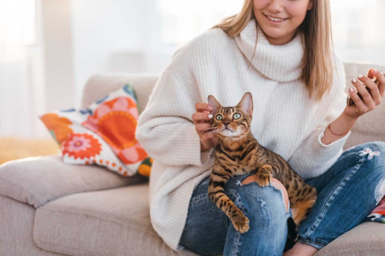 Do Bengal Cats Like To Cuddle? Cuddle Bunnies Or Not?