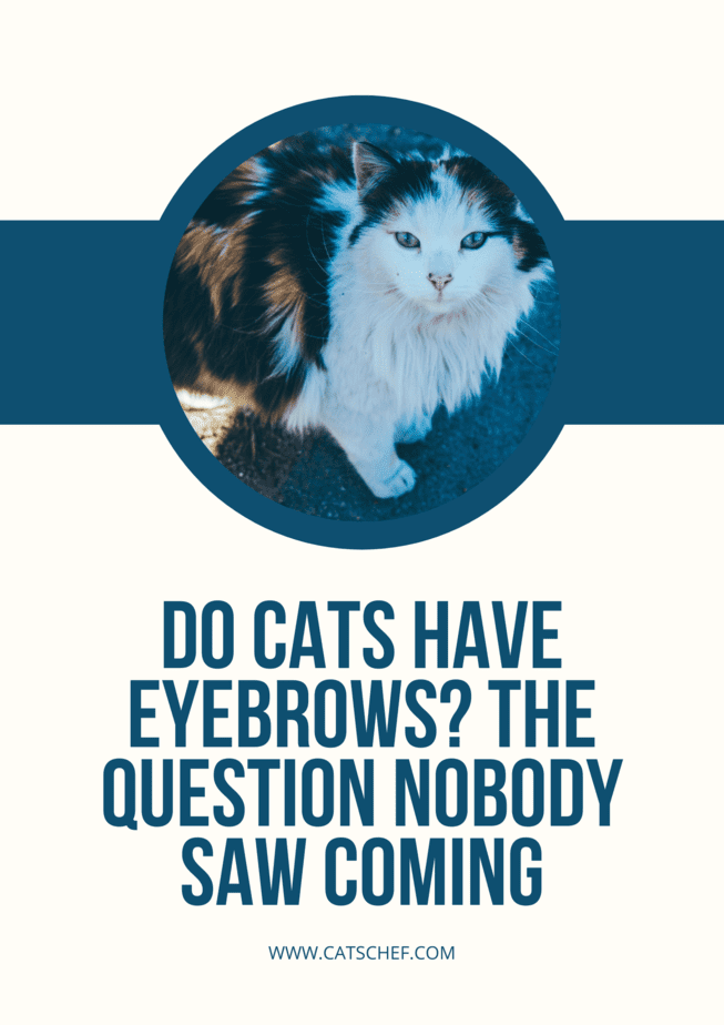 Do Cats Have Eyebrows? The Question Nobody Saw Coming