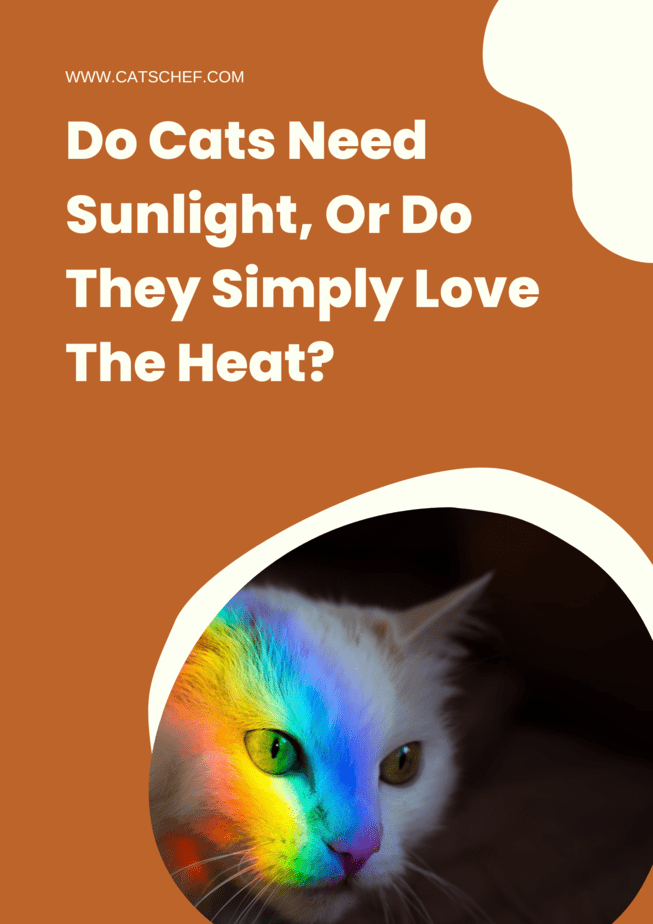 Do Cats Need Sunlight, Or Do They Simply Love The Heat?