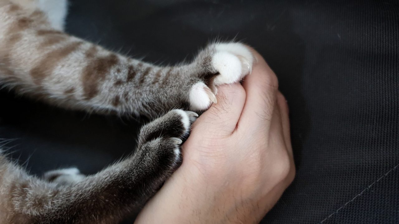 Do Horned Paws Hurt Cats? Do They Need A Pawdicure?