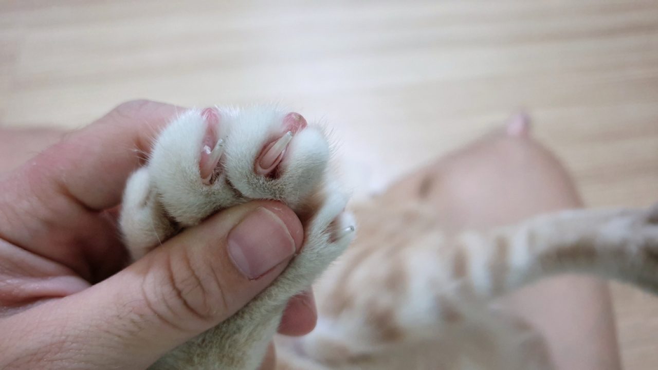 Do Horned Paws Hurt Cats? Do They Need A Pawdicure?