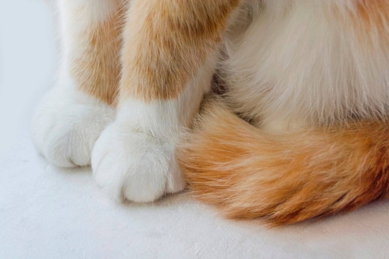 Do Horned Paws Hurt Cats? Do They Need A Pawdicure?