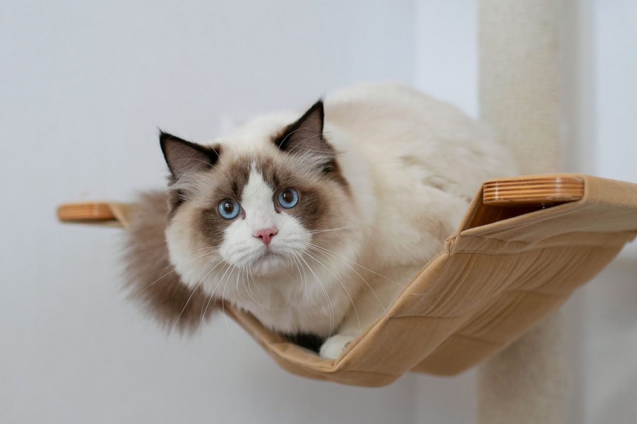 Do Ragdoll Cats Scratch Furniture To Worry Or Not To Worry