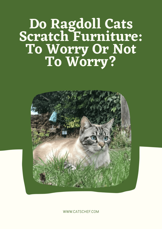 Do Ragdoll Cats Scratch Furniture: To Worry Or Not To Worry?
