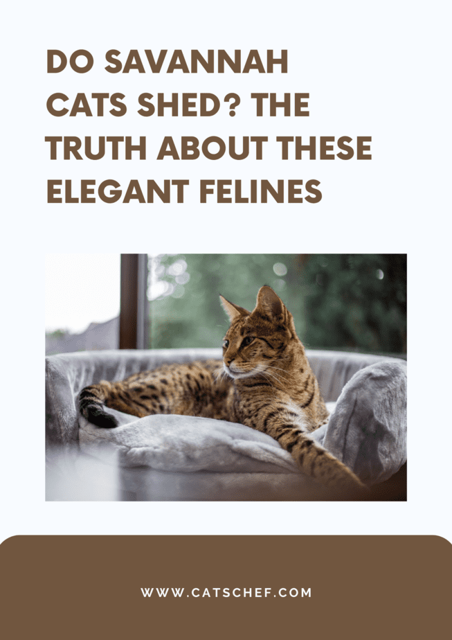 Do Savannah Cats Shed? The Truth About These Elegant Felines