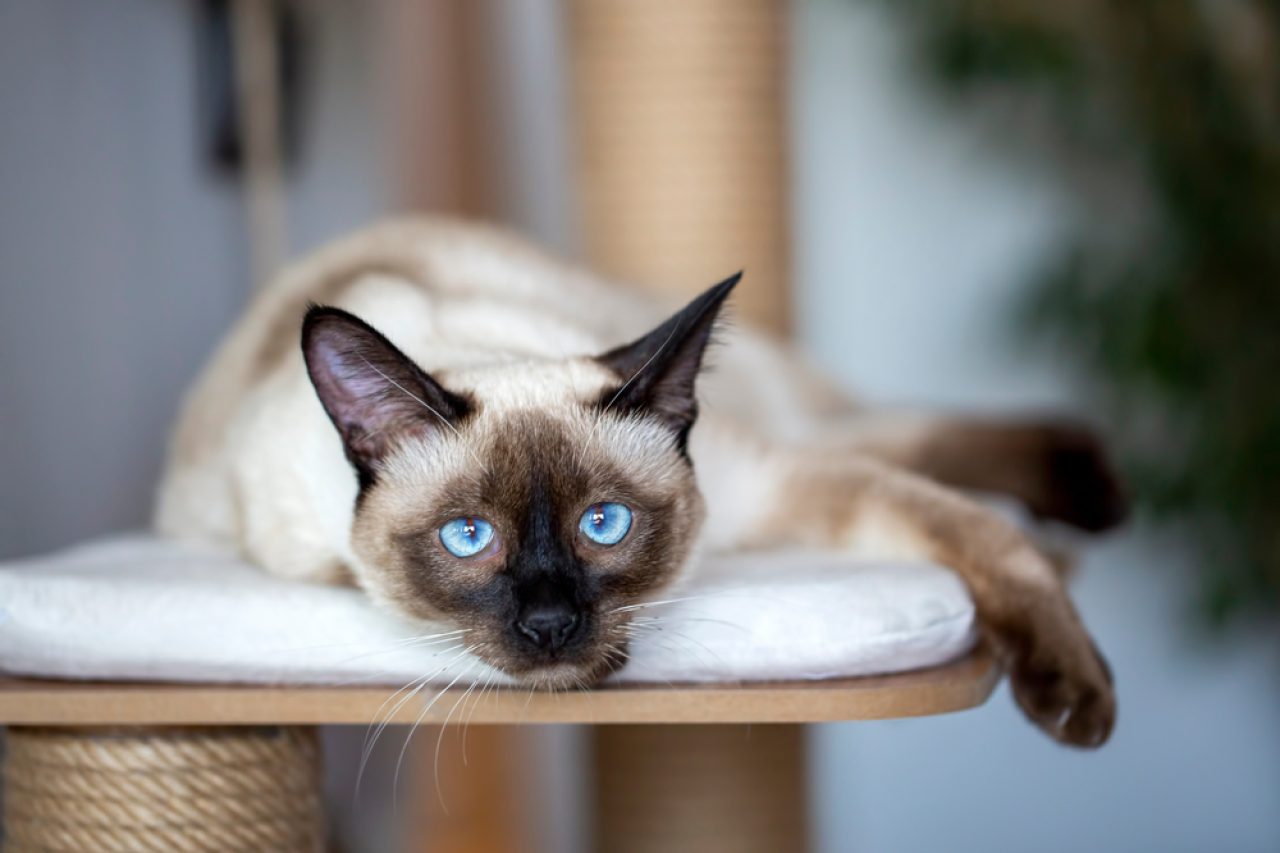 Do Siamese Cats Get Along With Dogs Can They Be Besties