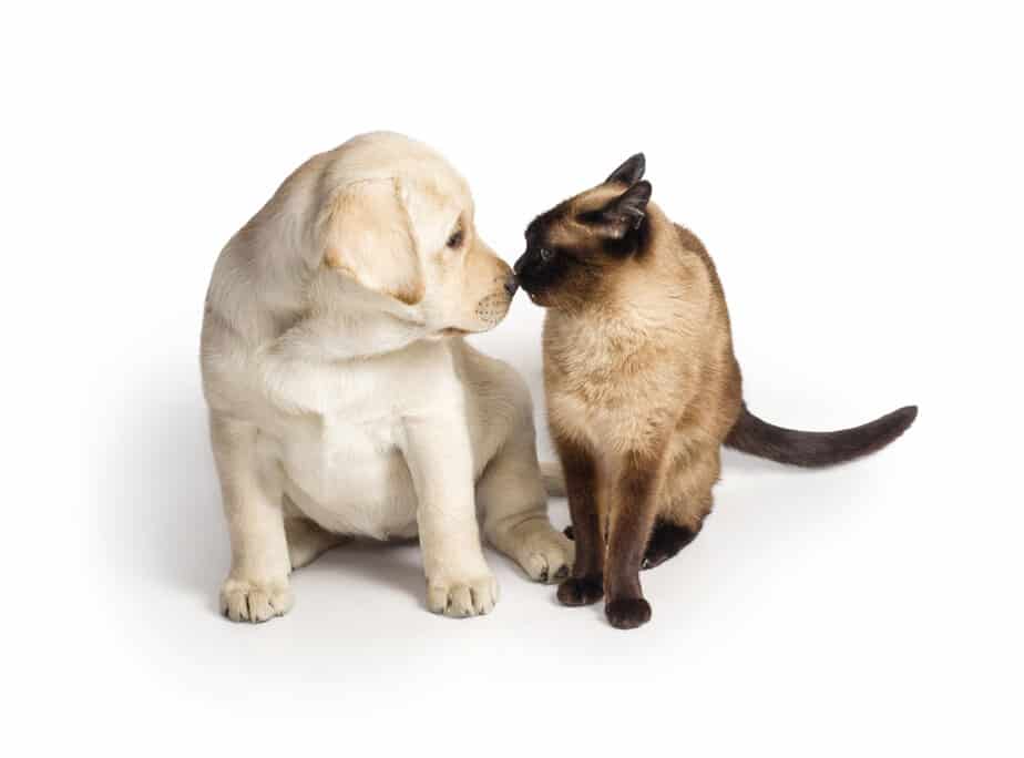 Do Siamese Cats Get Along With Dogs? Can They Be Besties?