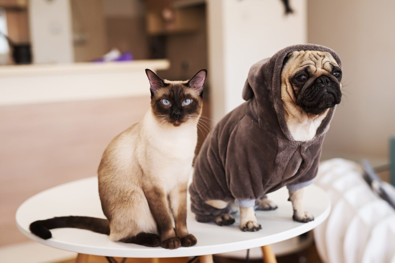 Do Siamese Cats Get Along With Dogs Can They Be Besties