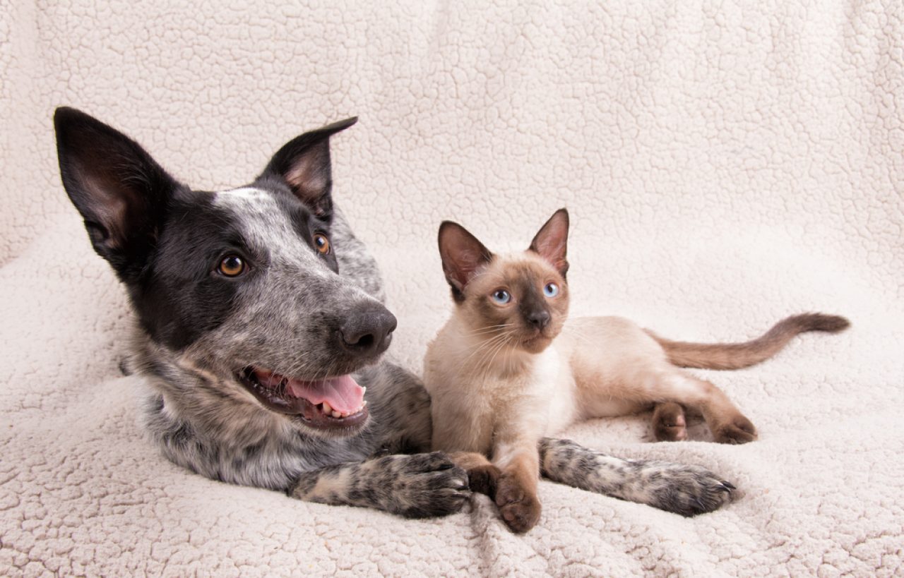 Siyam Kedileri Köpeklerle İyi Geçinir mi Kanka Olabilirler mi