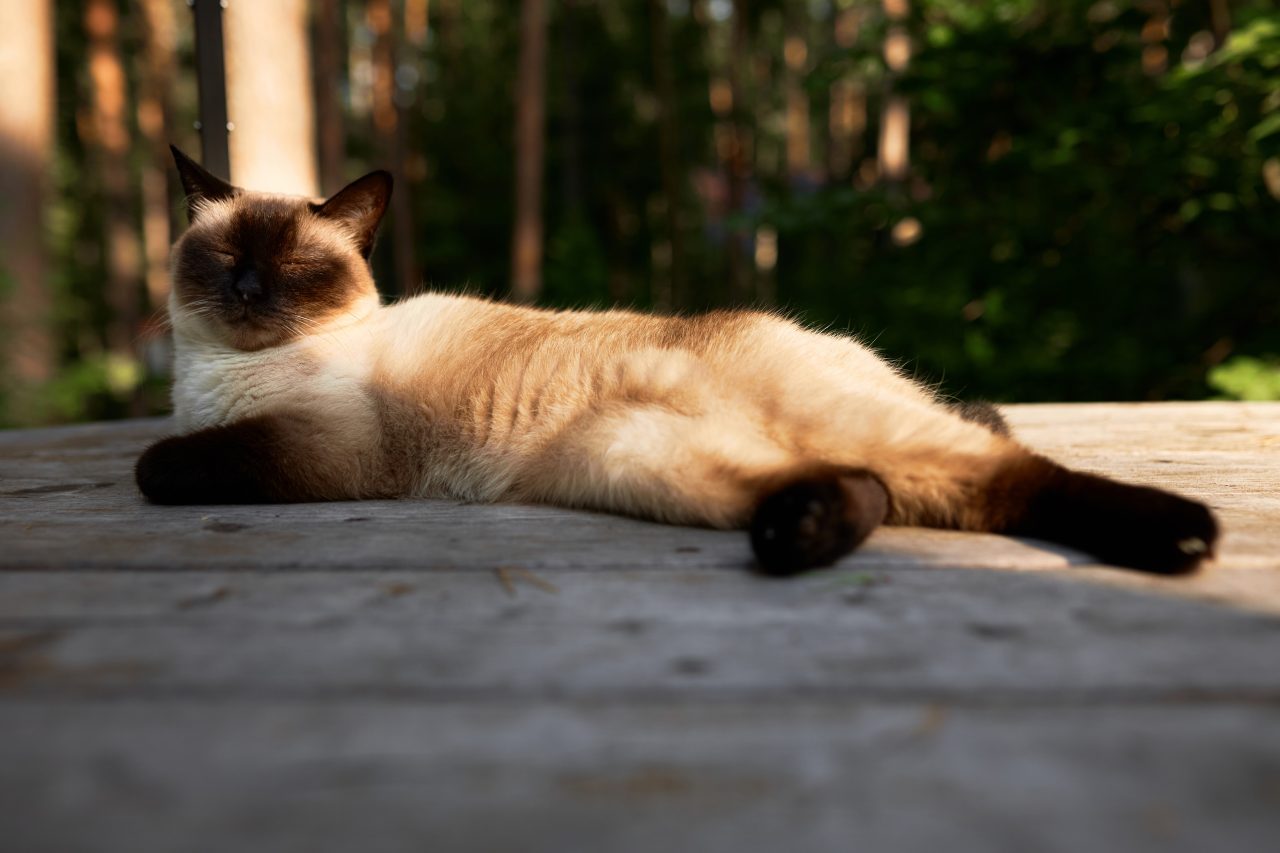 Do Siamese Cats Like To Cuddle: A Purrfect Snugglebug?