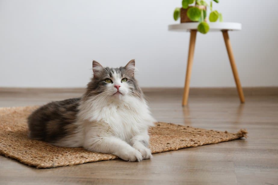 Do Siberian Cats Shed A Lot? How Much Is Too Much?