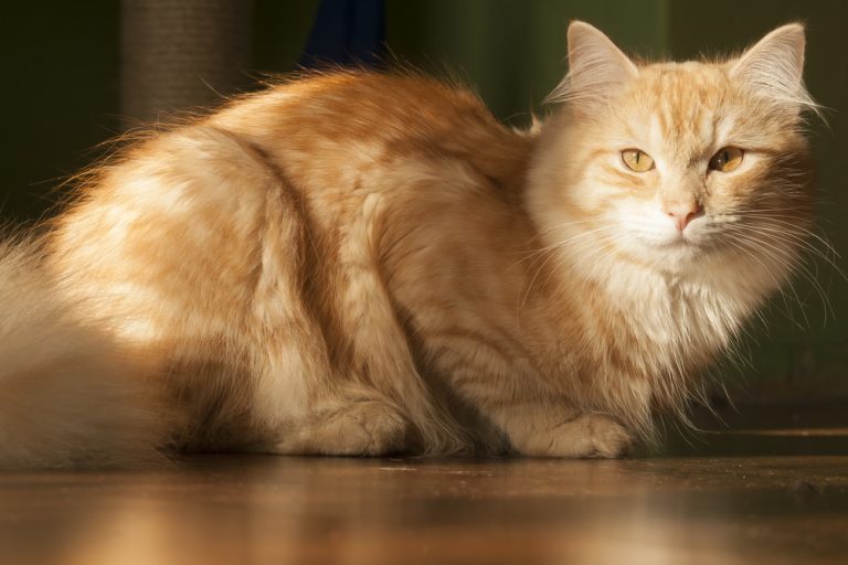 Do Siberian Cats Shed A Lot? How Much Is Too Much?