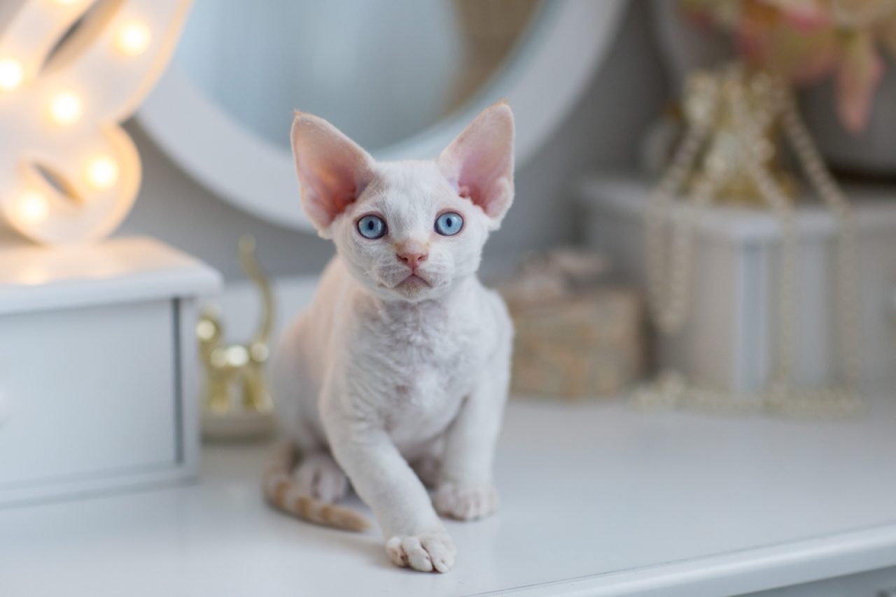 Does Cat Hair Grow Back Or Is Her Fluffy Fur Gone Forever?