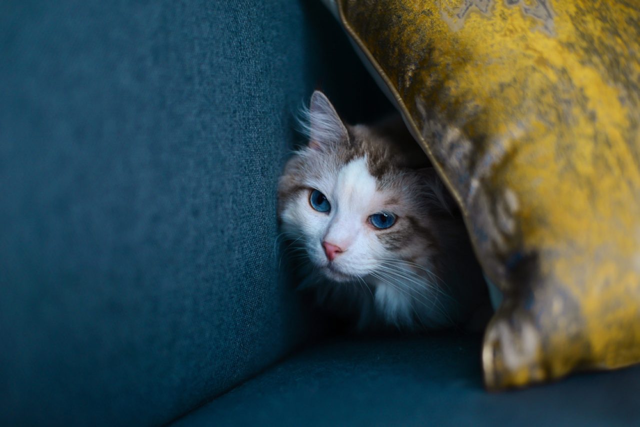 Kedi Tüyleri Geri Çıkar mı Yoksa Pofuduk Kürkü Sonsuza Kadar Gider mi?