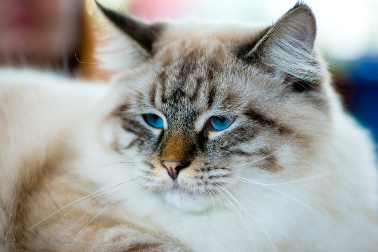 Does Cat Hair Grow Back Or Is Her Fluffy Fur Gone Forever?