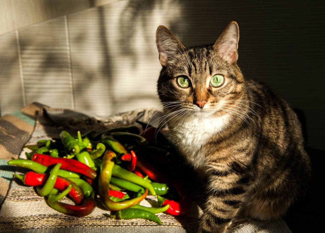 Acı Biber Kedileri Uzak Tutar mı? Güvenli Bir Kedi Kovucu mu?