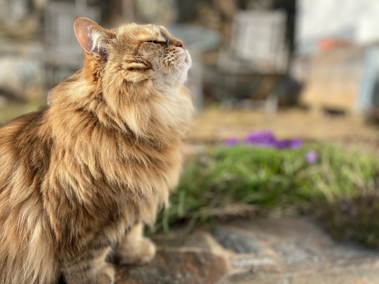 Acı Biber Kedileri Uzak Tutar mı? Güvenli Bir Kedi Kovucu mu?