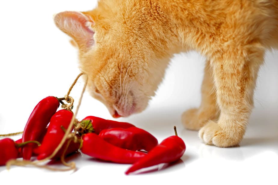 Does Cayenne Pepper Keep Cats Away? A Safe Cat Repellent?