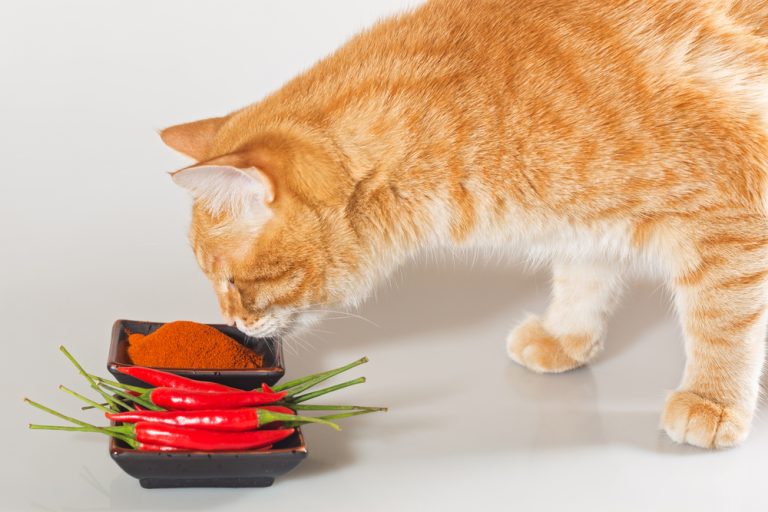 Does Cayenne Pepper Keep Cats Away? A Safe Cat Repellent?