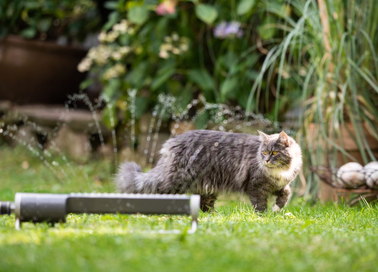 Acı Biber Kedileri Uzak Tutar mı? Güvenli Bir Kedi Kovucu mu?