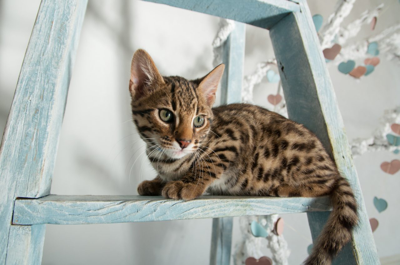 Female Bengal Cat: The Battle Between Boys And Girls