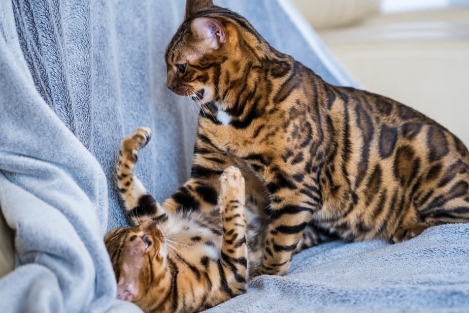 Female Bengal Cat The Battle Between Boys And Girls 3780